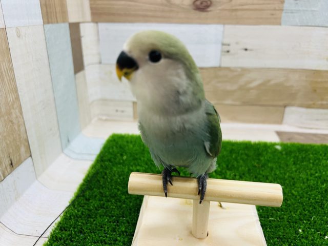 最新画像更新☆コザクラインコさん(ブルーチェリー)入荷しました❤