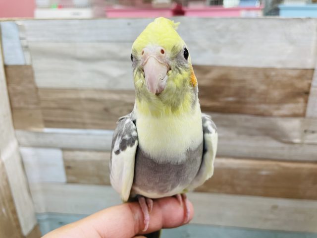 動画あります♪手の上大好きなインコさん！オカメインコのパイドカラー！