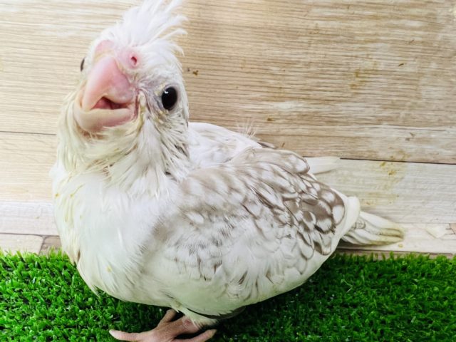 最新画像更新☆スマイルが可愛い♡食いしん坊なオカメ☆ホワイトフェイスシナモンパール