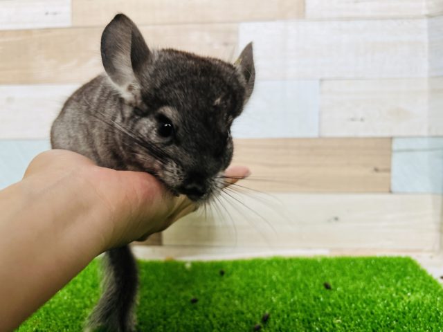 超ベビーサイズ！手乗りチンチラノーマル