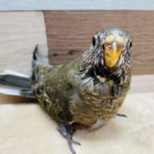 久々入舎のノーマルカラー！アキクサインコ！
