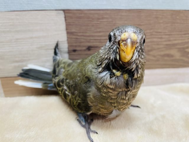 久々入舎のノーマルカラー！アキクサインコ！