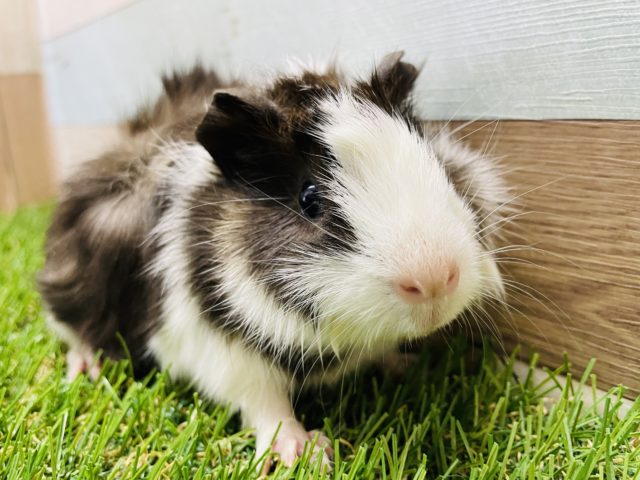 白黒の可愛らしい巻き毛ちゃん！アビシニアンモルモットの二色カラー！