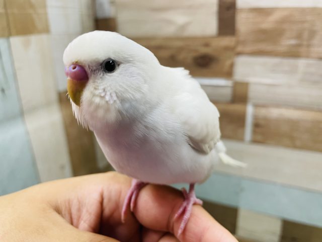 ヒナ餌卒業のゆきちゃんです〜☆セキセイインコのダブルファクターカラー！
