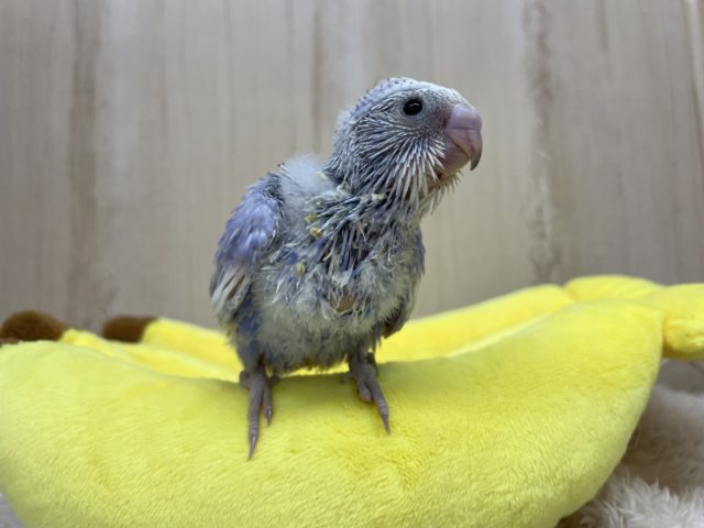 少しくらい背伸びしてもいいよねっ セキセイインコ スパングル