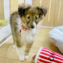 控えめな甘ったれさん♥とっても美人なシェルティちゃん！♥