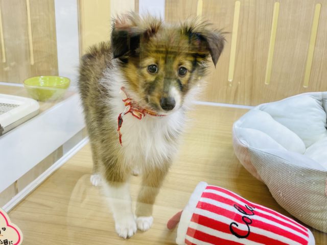 控えめな甘ったれさん♥とっても美人なシェルティちゃん！♥