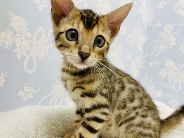 わんぱくなイケメン♡ベンガルくん！