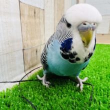 馴れたよ❤ジャンボセキセイインコさん❤