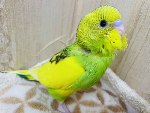 背中の模様に注目ですよ～　セキセイインコ　パイド