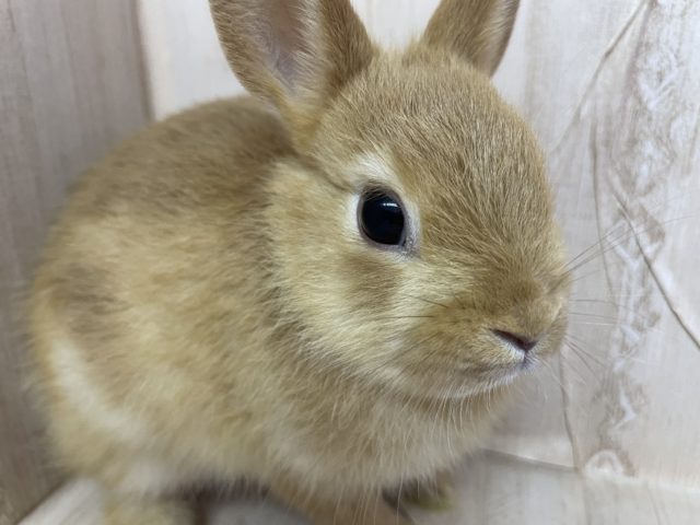 メロメロになっちゃいます♡ ネザーランドドワーフ　オレンジ　女の子