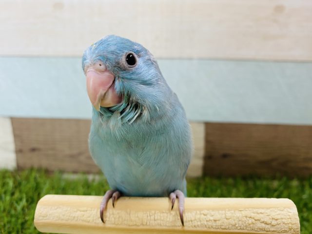 アピール上手なマメルリハインコ！ブルーの男の子☆