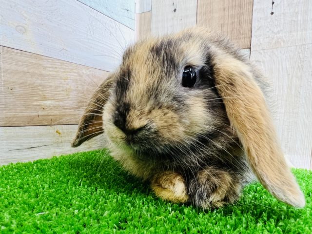 NEWプライス！画像更新☆面倒見の良い三毛柄ロップイヤーラビット