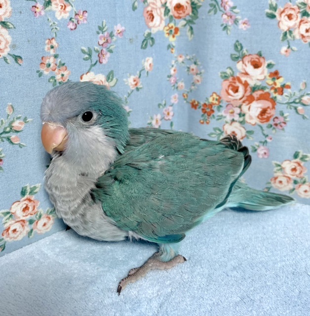 オキナインコ ブルー 雛ちゃんお久しぶり入舎 6/13