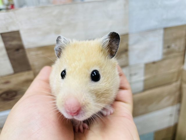 にぎにぎできちゃうハムちゃんです！キンクマハムスターの女の子！