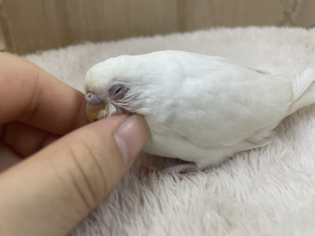 最新画像になりますよ☆天使の色♡おめめは赤です！　セキセイインコ　アルビノ
