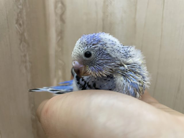 華やかな〜セキセイさん！水色好きさんにはたまりません！　セキセイインコ　オパーリン