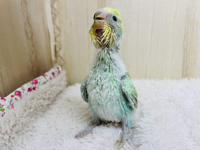 ちょこちょこお散歩するよっ♪ セキセイインコ パステルカラーレインボー