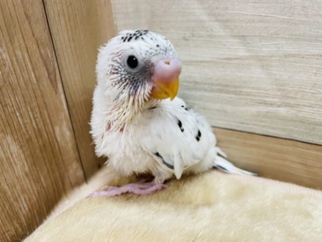 白黒の可愛い天使ちゃん！セキセイインコのハルクインカラー！