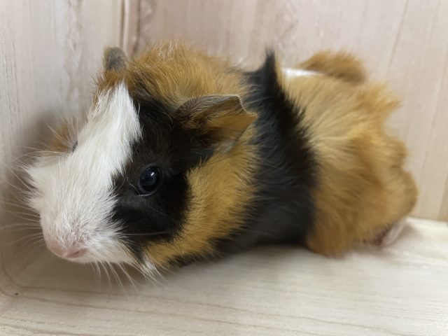 くるくる左パンダくん！　モルモット　アビシニアン　男の子