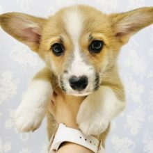 なでなでされるとピトッと…コーギーくん！