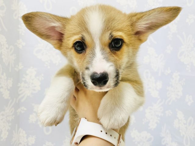 なでなでされるとピトッと…コーギーくん！