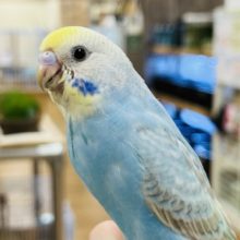 爽やかブルーが特徴！セキセイインコ(レインボー)