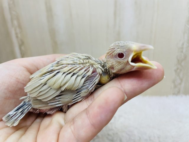シナモンさんやってきましたよ〜　シナモン文鳥！