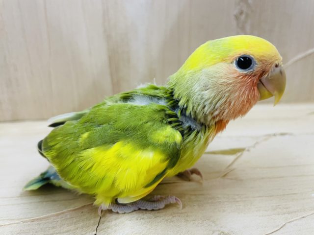 色とりどり〜見た目バッチリコザクラちゃん！　コザクラインコ　タイガーチェリー