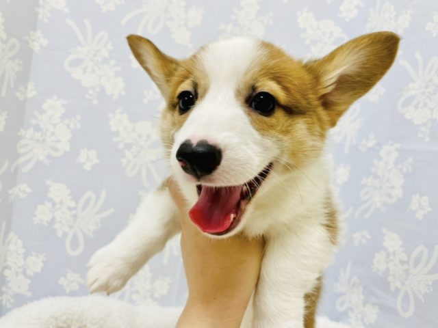 構って欲しくて突進〜♪コーギーくん！