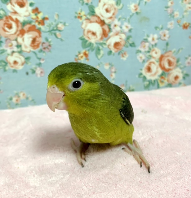 マメルリハ ブラックオリーブ 6/27