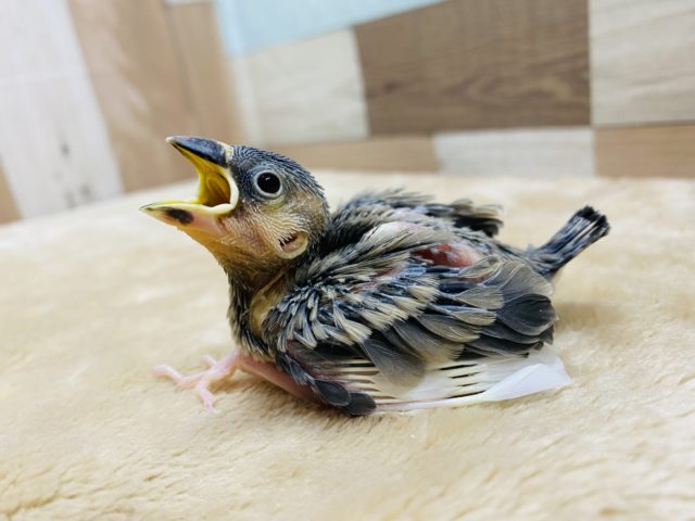 大きなお口でご飯のアピール♪桜文鳥の雛がやって来ました〜