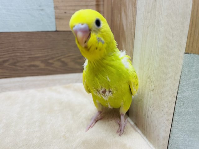 カラーと模様が薄めの大人しい仔！セキセイインコのスパングルパイドカラー！