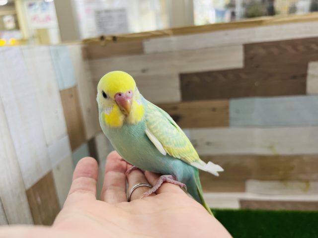 綺麗すぎ☆パステルレインボーパイドセキセイインコ♪