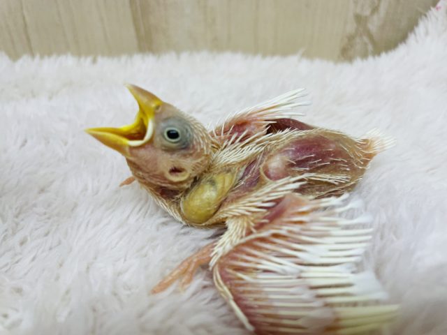 ヒナヒナ白文鳥さんになりますよ〜！　文鳥