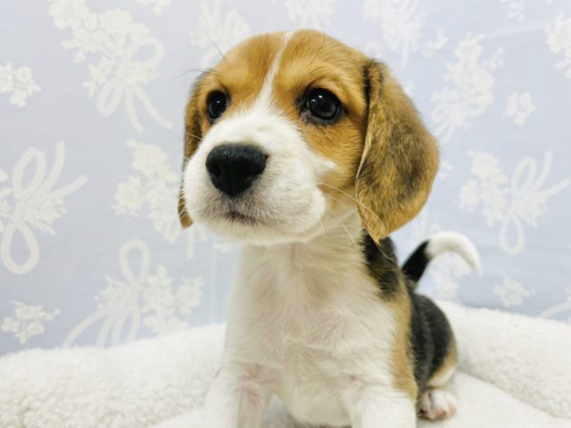 キュートなかまちょくん♡ビーグルくん！