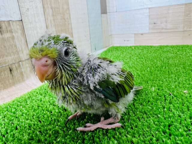 激レアさん！謎多きアサギリインコ☆