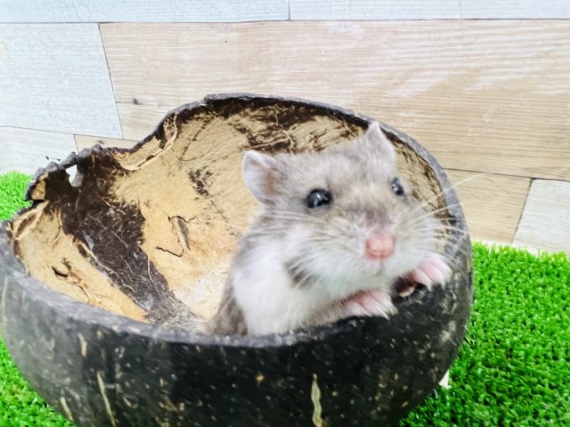 レアカラー♪ジャンガリアンパイドハムスター☆