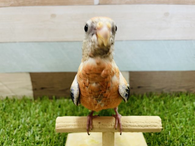 最新画像有り☆のんびりマイペースな仔！アキクサインコのローズカラー！