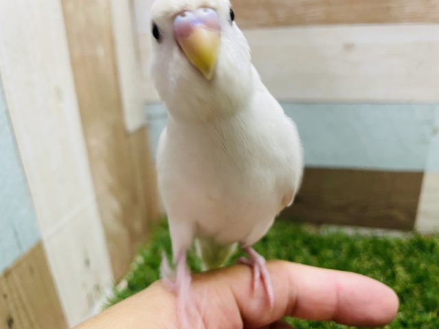 肩が大好きな真っ白ちゃん！セキセイインコのダブルファクターカラー！