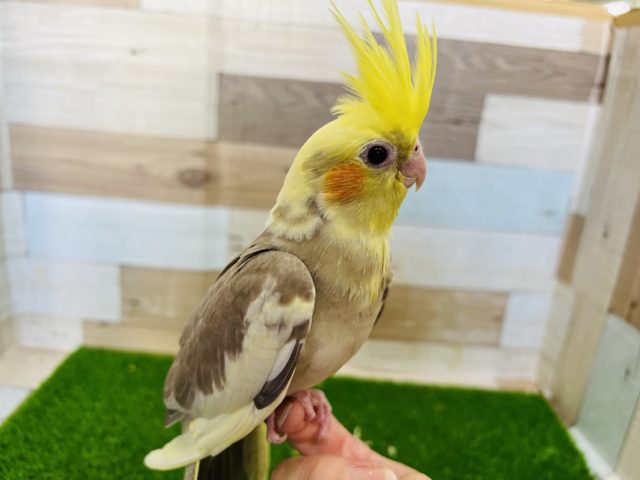 姿勢がとっていいんです☆シナモンパイド!オカメインコさん♪