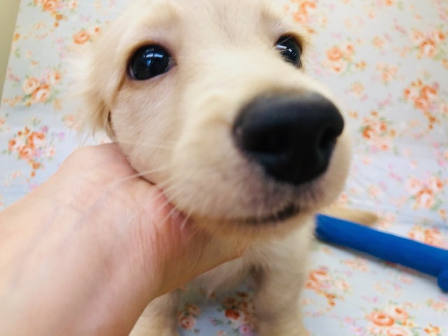 かまってほしいな！ダックスくんいるよ！