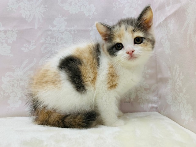 まんまるなお顔♡淡い色合いのミヌエットちゃん♡