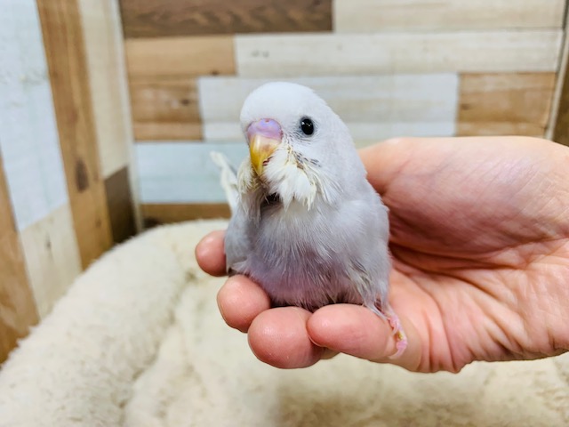 指を追ってきます♡セキセイインコ(ライラックモーブ)さん！