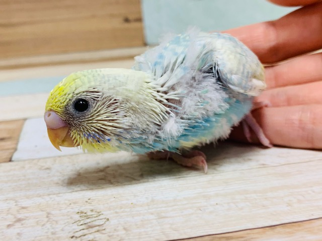黒少なめ!!淡い色が素敵です♡セキセイインコ(パステルレインボースパングルパイド)さん♪