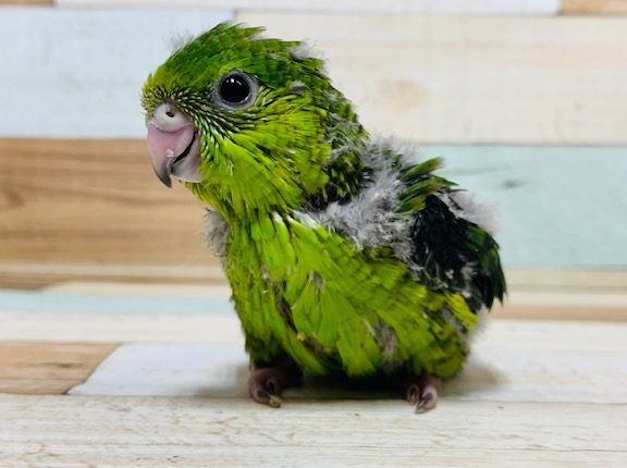 グリーンがキレイ♪サザナミインコさん！