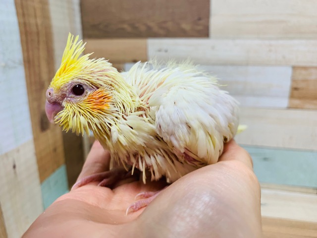 人気カラー！ヒナヒナのオカメインコ(ルチノー)さん♪