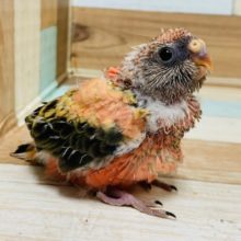 おまんじゅうみたい♪アキクサインコ(ローズ)さん！