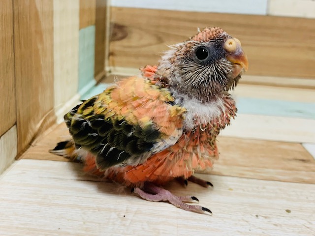 おまんじゅうみたい♪アキクサインコ(ローズ)さん！