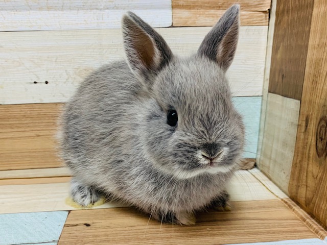 お顔が詰まってます♡ネザーランドドワーフさん！